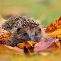 2008 (11) NOVEMBER Autumn Hedgehog a 